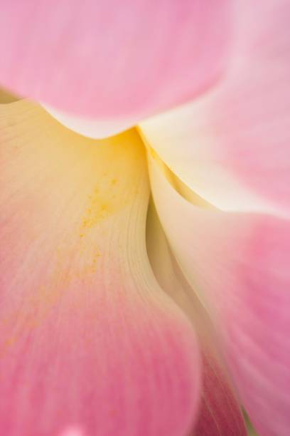 istock Bali Lotus Petals 1294779654
