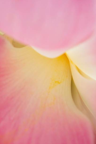 istock Bali Lotus Petals 1294779666