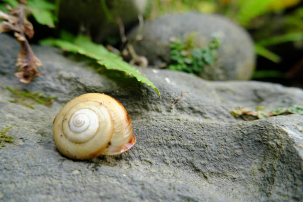 Snail shell lies on stones