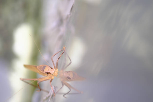 Grasshoppers are herbivorous insects that have antennas and are generally winged, yellowish brown or often called wooden grasshoppers\