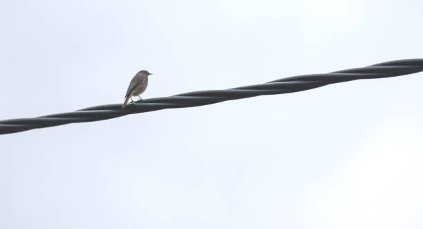 istock The bird sits on an electric cable. 1294781373