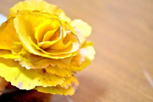 Ginkgo leaves rolled like a rose
