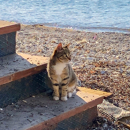 Cat sitting on ladder next the sea