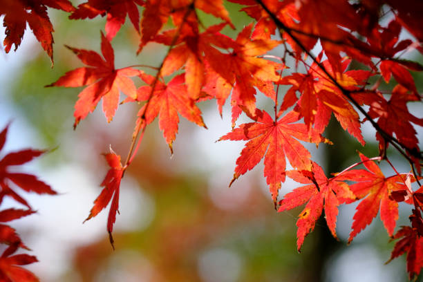 istock Autumn leaves with beautiful background blur 1294783809