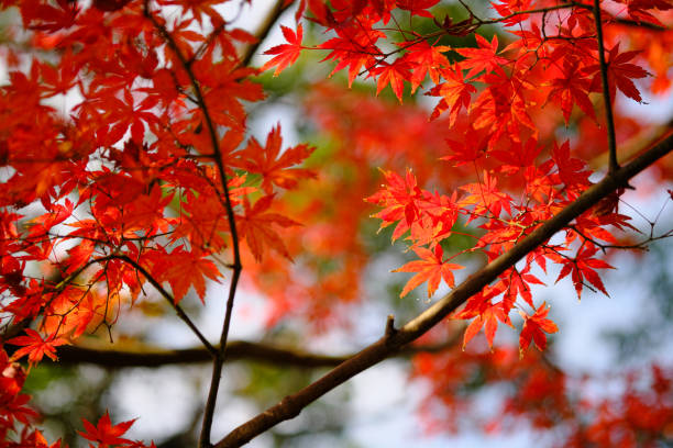 istock The bright red autumn leaves behind the branches 1294783993