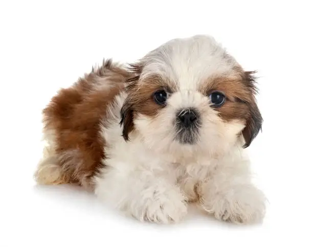 puppy Shih Tzu in front of white background