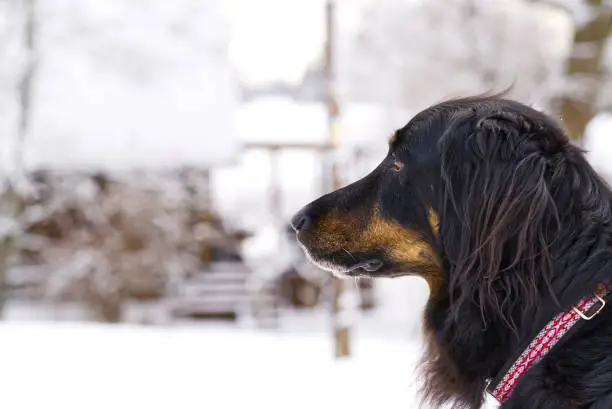 Black Hovawart dog is walking in winter day at snow. Germany guard dog breed