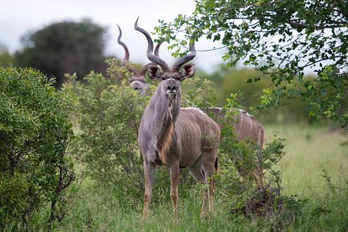 Kudu Antelope seen on a safari in South Africa
