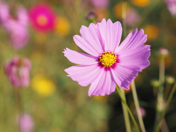 fiore di colore rosa, cosmo di zolfo, fiori di aster messicani stanno sbocciando magnificamente in primavera nel giardino, sfocati di sfondo naturale - cosmea foto e immagini stock