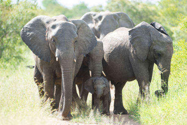 istock African Elephant Herd protecting Newborn 1294789662