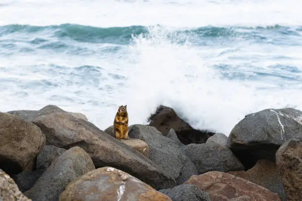 Photo of Squirrel on the beach, stormy sea waves on background, Morro Bay, California