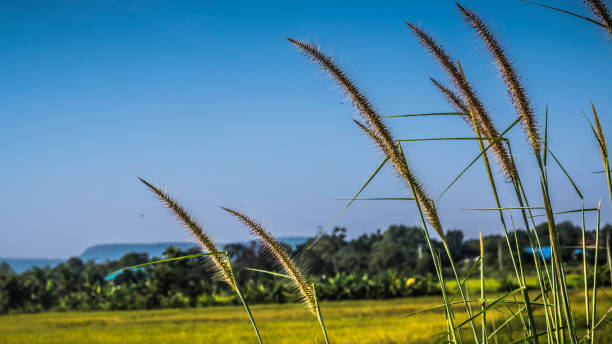 istock wild grasses close up harvest 1294790745