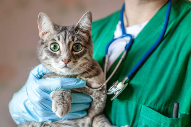 image of male doctor veterinarian with stethoscope is holding cute grey cat on hands at vet clinic. stock photo
