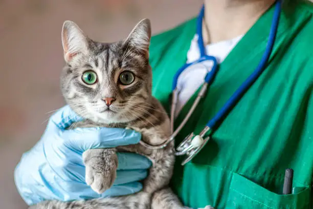 Photo of image of male doctor veterinarian with stethoscope is holding cute grey cat on hands at vet clinic.