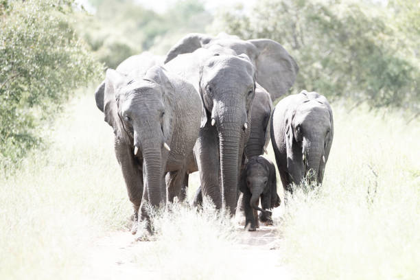 istock African Elephant Herd protecting Newborn 1294792910