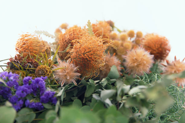 Bouquet of a eucalyptus and dryandra