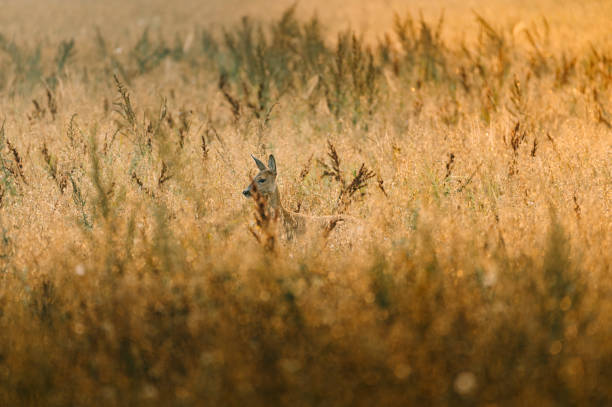 istock Young wild roe deer in grass field looking for food. (High ISO image) 1294796693