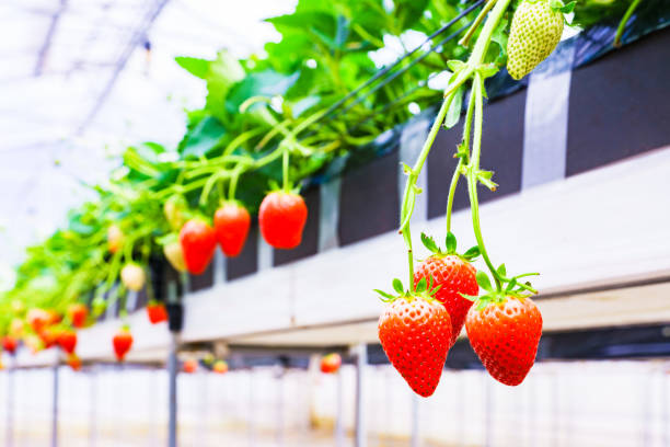 istock strawberries farm in Chiba Japan 1294800541