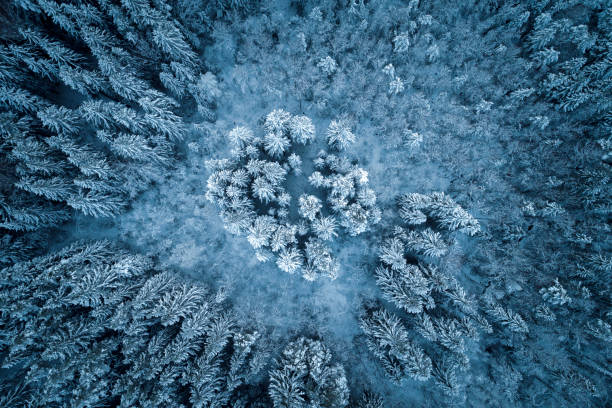 istock Thick snowy forest captured from birds eye view with a drone during winter. 1294804757