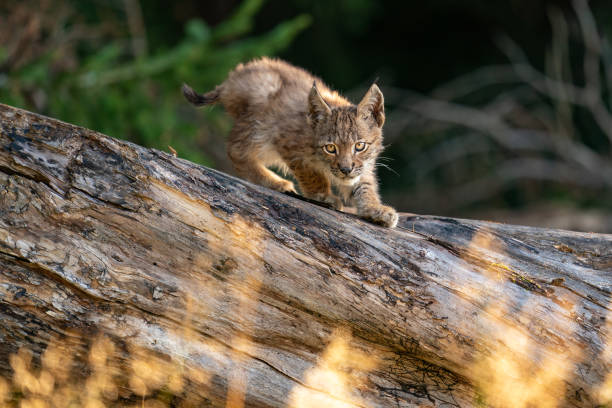istock Lynx cub on the fallen tree trunk. Focused small baby animal. Lynx lynx. 1294804802