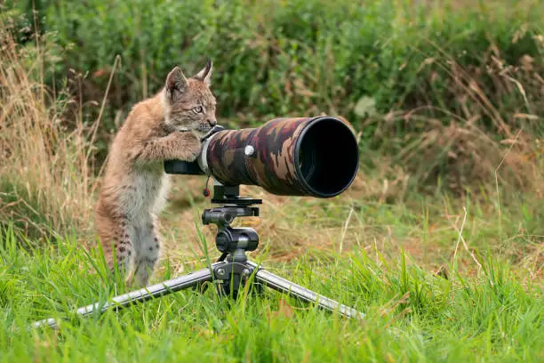 Photo of Animal photographer. Lynx cub as wild life photographer. Funny photo of lynx acting like a human.