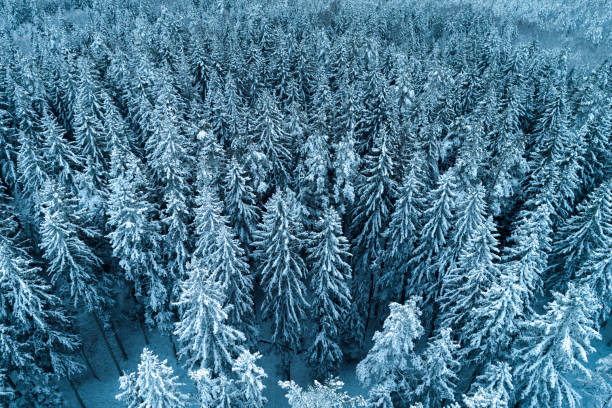 istock Thick snowy forest captured from birds eye view with a drone during winter. 1294804998