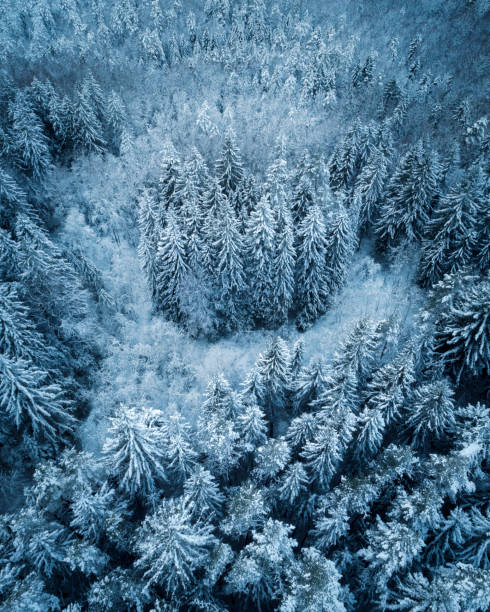 istock Thick snowy forest captured from birds eye view with a drone during winter. 1294805154