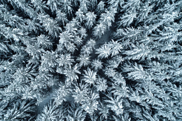 istock Thick snowy forest captured from birds eye view with a drone during winter. 1294805181