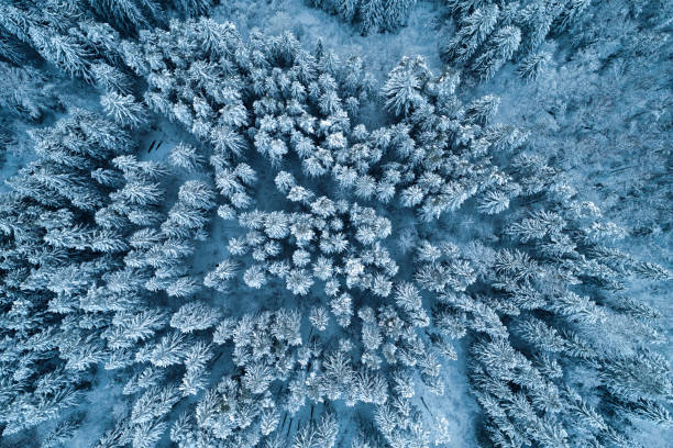 istock Thick snowy forest captured from birds eye view with a drone during winter. 1294805212