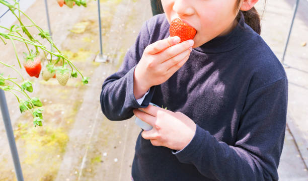 istock Japanese woman is picking strawberries 1294805237