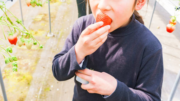 istock Japanese woman is picking strawberries 1294805251