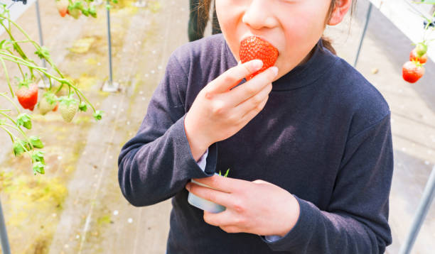 istock Japanese woman is picking strawberries 1294805254