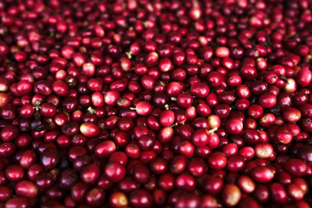 istock Cherry coffee beans,red coffee In the sack and on the hand 1294806517