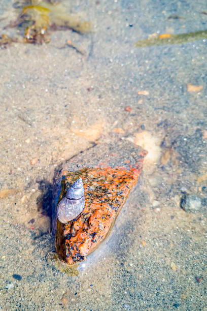 istock River snail on a stone in the river. 1294807334