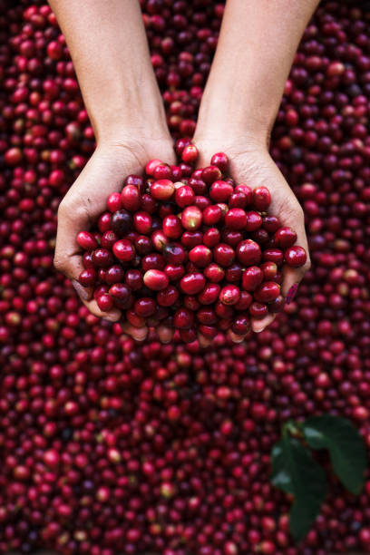 istock Cherry coffee beans,red coffee In the sack and on the hand 1294807418