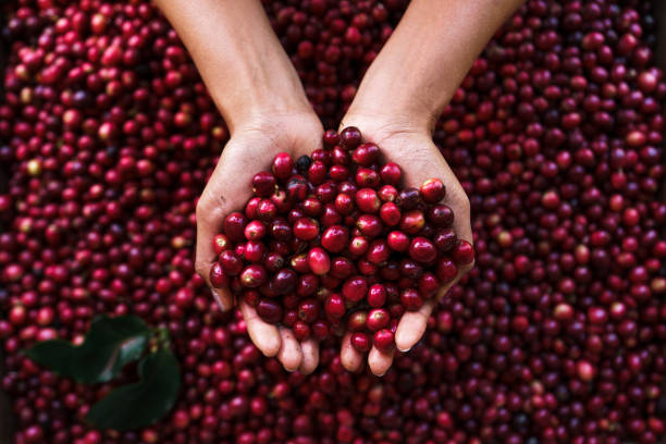 istock Cherry coffee beans,red coffee In the sack and on the hand 1294807439