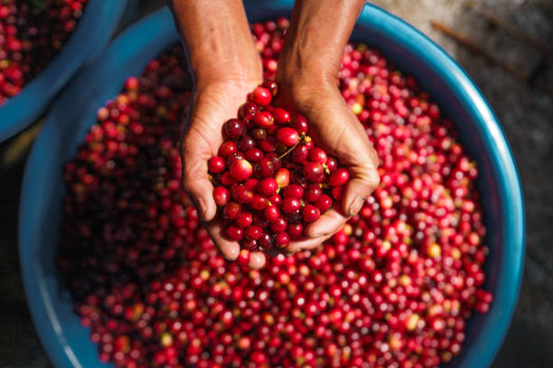istock Cherry coffee beans,red coffee In the sack and on the hand 1294807483