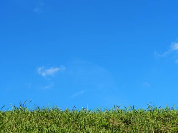 istock Green bank and blue sky 1294807963