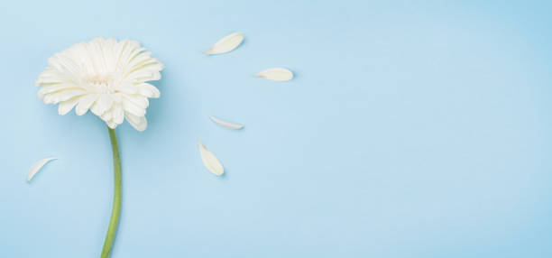istock White gerbera flower and petals 1294809363