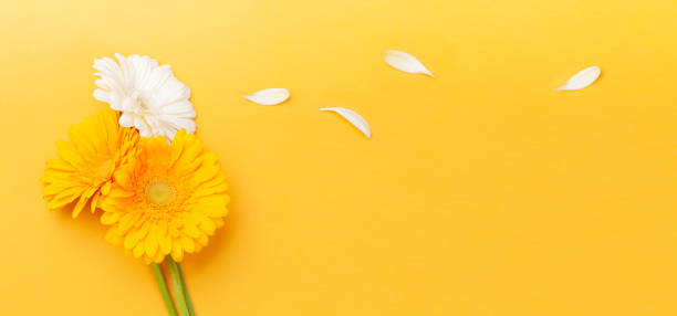 istock Colorful gerbera flowers and petals 1294809398