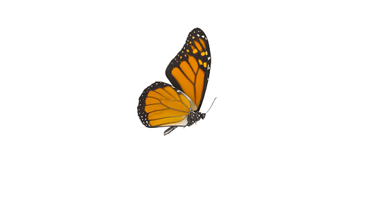 An orange monarch butterfly in its flying pose isolated on white background with Clipping path included. 3D Rendering 8K. side view.