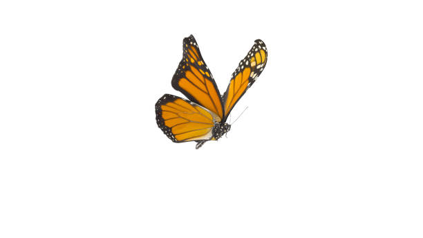 istock An orange monarch butterfly in its flying pose isolated on white background. 1294809403