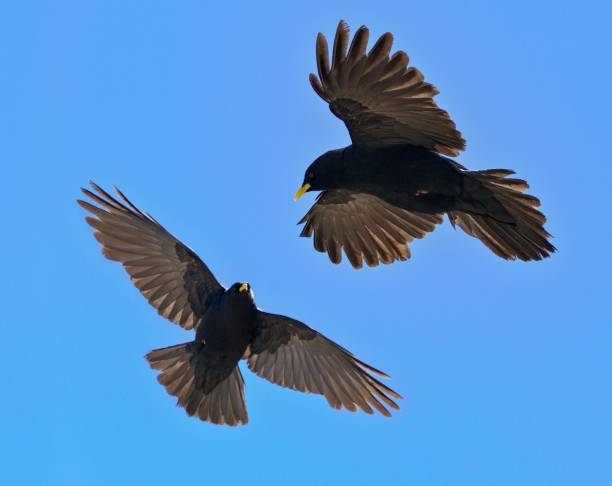 istock Alpine chough couple ,  Pyrrhocorax Graculus - Flying birds 1294809468
