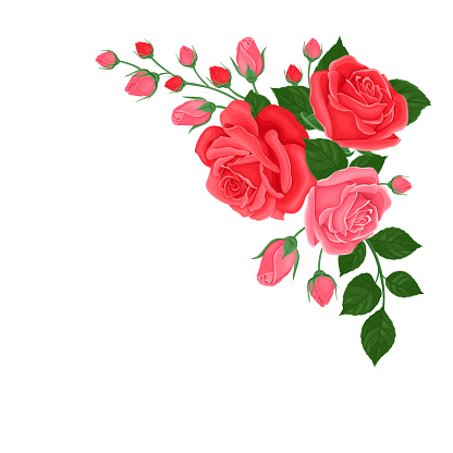 Bouquet Of Pink And Red Roses Corner Element For Decoration Of Greeting  Card Banner Template For Design Vector Illustration Of Beautiful Flowers  Isolated On White Background Stock Illustration - Download Image Now -