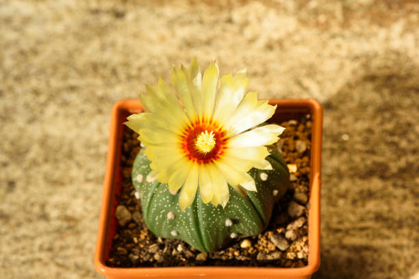 istock Beautiful yellow cactus flower 1294813958