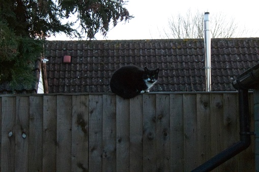 A black cat looks at camera Ona wooden fence with a tree and security camera in the background just before the pandemic crisis began in the U.K.