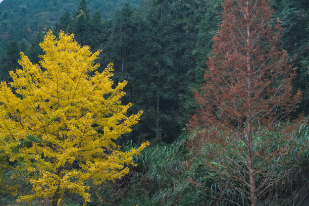 Yellow and red leaves