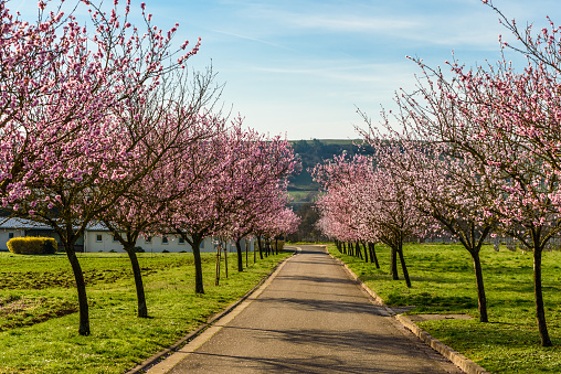 Almond blossom near Geilweilerhof, Siebeldingen, Rhineland-Palatinate, Germany