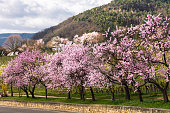 Almond blossom in Gimmeldingen, Neustadt an der Weinstrasse, German Wine Route,  Rhineland-Palatinate, Germany