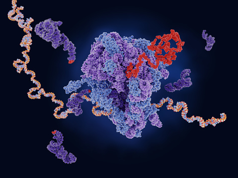 mRNA (multicoloured strand) is decoded in a ribosome to produce an aminoacid chain, that folds into a protein (red). tRNA (dark violet) molecules carry single aminoacids that are incoporated into the growing chain.
